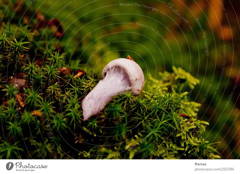 moss bed Environment Nature Plant Autumn Moss Wild plant Forest Relaxation Lie Natural Soft Green Violet Pink Safety (feeling of) Calm Elegant Colour Mysterious