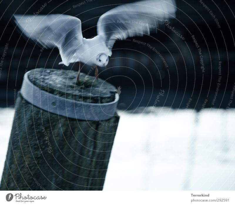 lucky.shot Animal Bird 1 Flying Speed Wild Gray Black White Euphoria Purity Esthetic Power Ease Colour photo Subdued colour Exterior shot Copy Space right