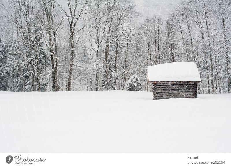 February snow Environment Nature Landscape Plant Winter Ice Frost Snow Snowfall Tree Meadow Hut Fresh Bright Cold Small White Deep snow Subdued colour