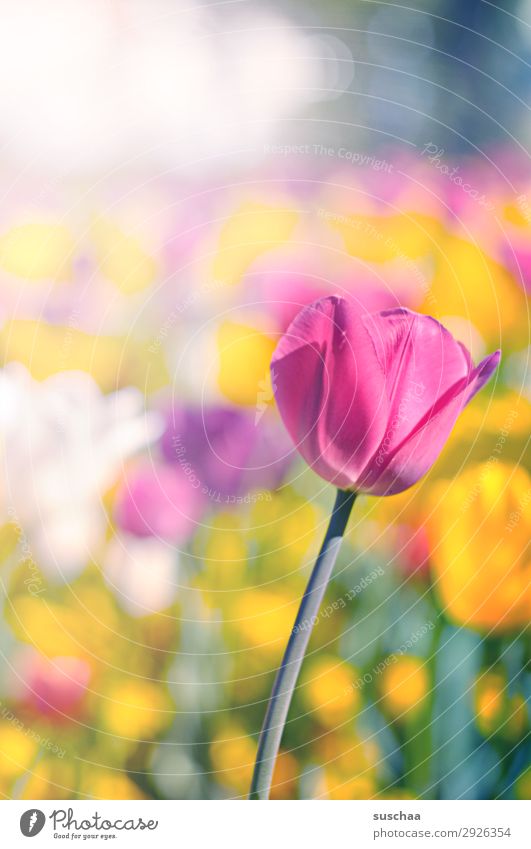 tulips Flower Tulip Blossom Meadow Exterior shot Spring Summer sunshine Beautiful weather Garden Park Environment Nature Landscape landscape gardening Plant