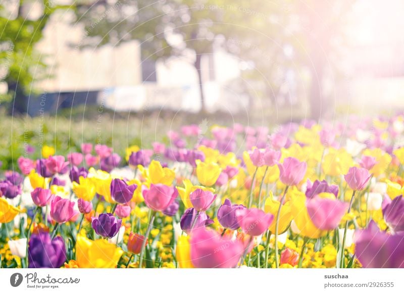 tulips Flower Tulip Blossom Stalk Meadow Exterior shot Spring Warmth Seasons Summer sunshine Beautiful weather Garden Park Environment Nature Landscape