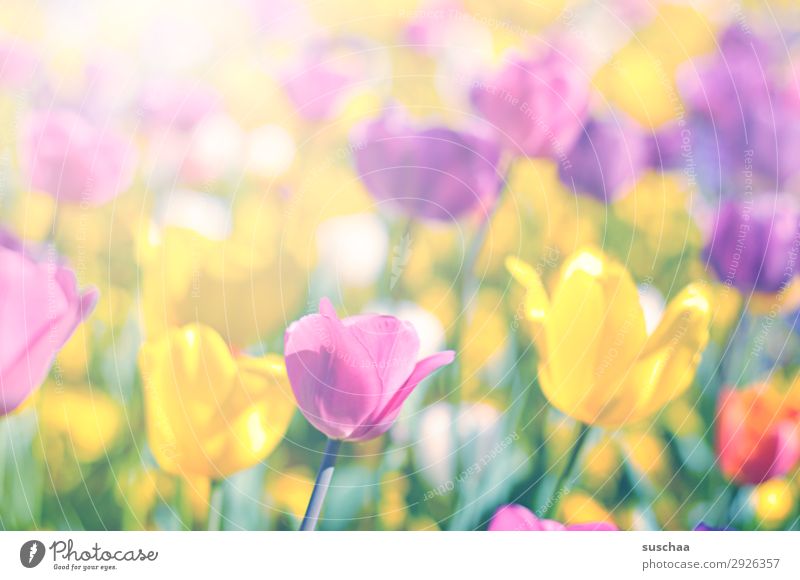 tulips Flower Tulip Blossom Stalk Meadow Exterior shot Spring Warmth Seasons Summer sunshine Beautiful weather Garden Park Environment Nature Landscape