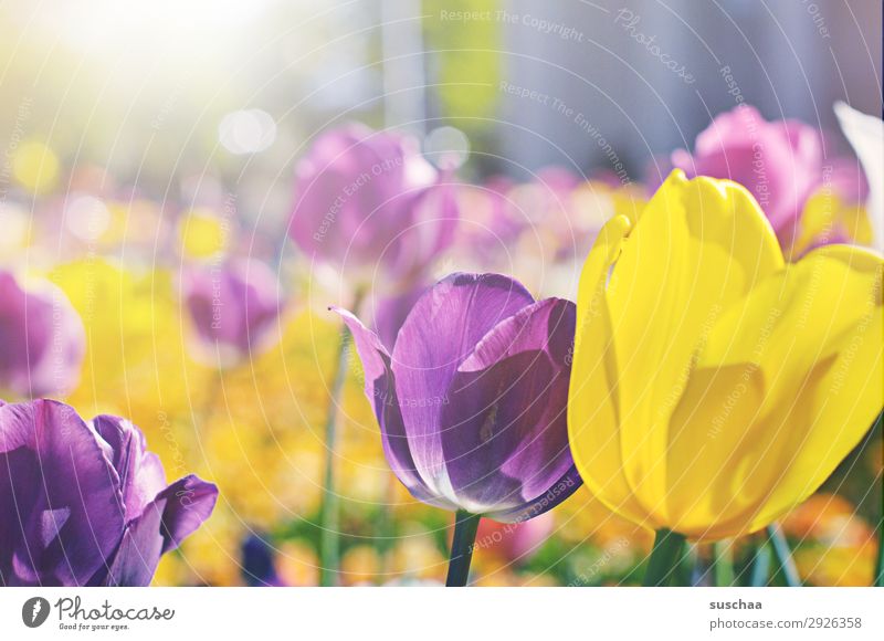 tulips Flower Tulip Blossom Meadow Exterior shot Spring Summer sunshine Beautiful weather Garden Park Environment Nature Landscape landscape gardening Plant