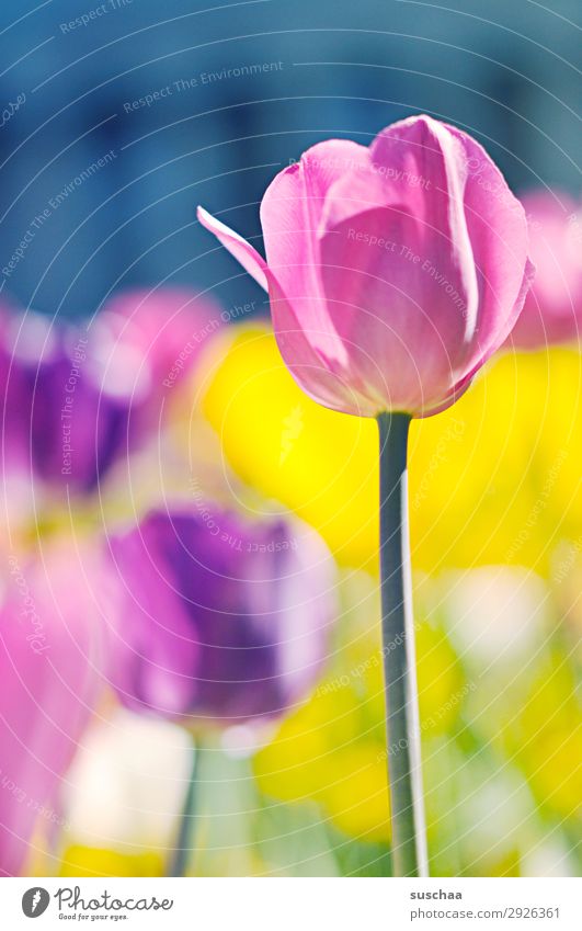 tulips Flower Tulip Blossom Meadow Exterior shot Spring Summer sunshine Beautiful weather Garden Park Environment Nature Landscape landscape gardening Plant