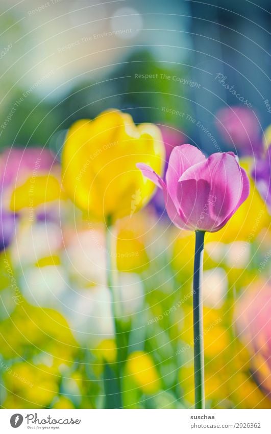 tulips Flower Tulip Blossom Meadow Exterior shot Spring Summer sunshine Beautiful weather Garden Park Environment Nature Landscape landscape gardening Plant