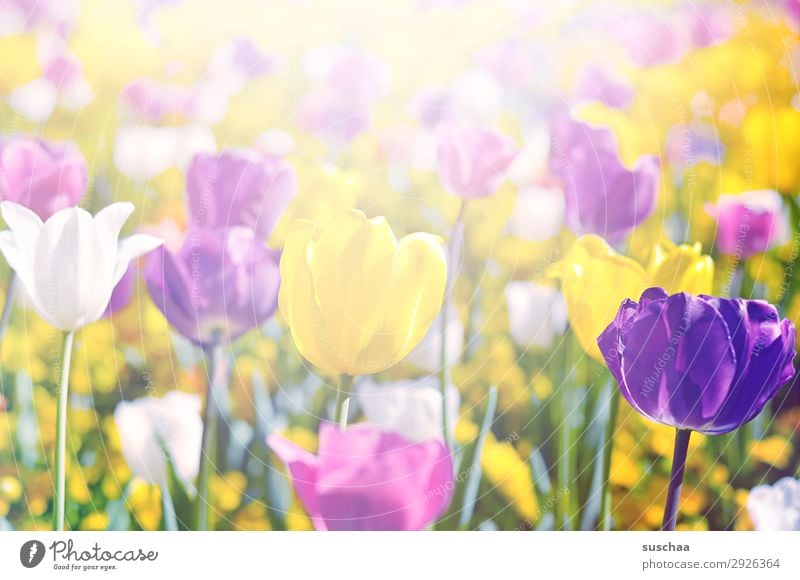 tulips Flower Tulip Blossom Meadow Exterior shot Spring Summer sunshine Beautiful weather Garden Park Environment Nature Landscape landscape gardening Plant