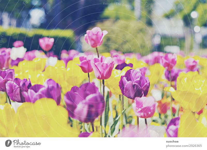 tulips Flower Tulip Blossom Stalk Meadow Exterior shot Spring Warmth Seasons Summer sunshine Beautiful weather Garden Park Environment Nature Landscape