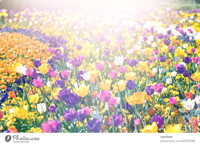 many tulips Flower Tulip Blossom Stalk Meadow Exterior shot Spring Warmth Seasons Summer sunshine Beautiful weather Garden Park Environment Nature Landscape