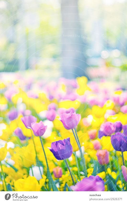 tulips Flower Tulip Blossom Stalk Meadow Exterior shot Spring Warmth Seasons Summer sunshine Beautiful weather Garden Park Environment Nature Landscape