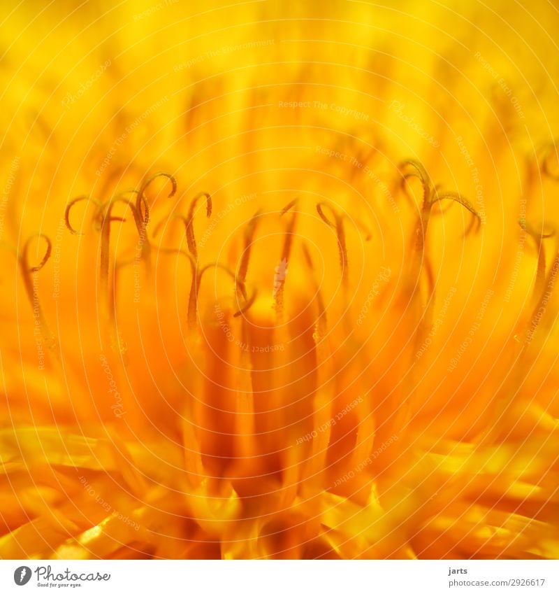 dandelion Plant Flower Blossom Wild plant Natural Yellow Nature Dandelion Colour photo Close-up Detail Macro (Extreme close-up) Deserted Copy Space top