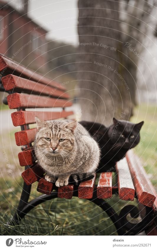 Black and orange stray cat sittin' on a bench - Vol.1 Park Animal Pet Cat 2 Park bench Crouch Looking Sit Cuddly Wild Prowl Feral Colour photo Exterior shot