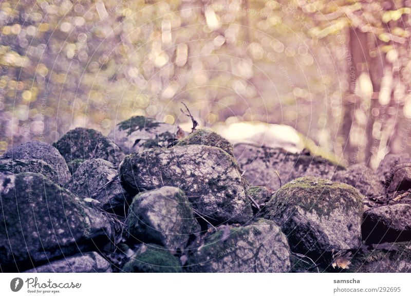 stony Hiking Environment Nature Landscape Forest Rock Natural Wild Adventure Loneliness Idyll Stone Stony Stone wall Rockfall Nature reserve Natural stone Moss