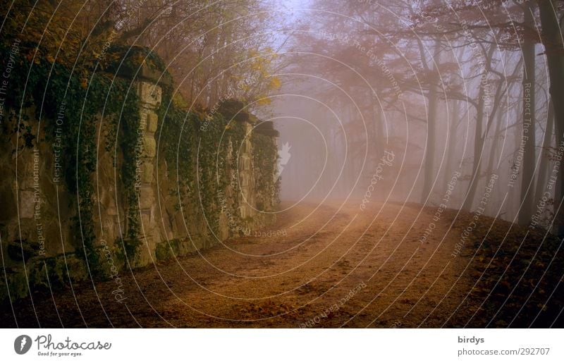 German Fairytale Route Autumn Fog Park Forest Wall (barrier) Wall (building) Footpath Old Exceptional Fantastic Historic Positive Beautiful Romance Idyll Nature