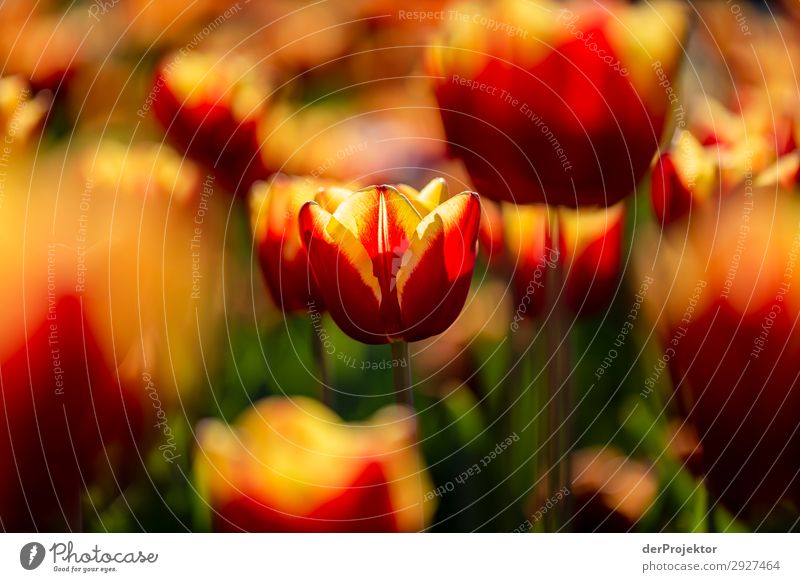 Tulips VI #berlinerwasser Berlin_Recording_2019 Berlin water utilities Waterworks_Beelitzhof theProjector the projectors farys Joerg farys ngo ngo photographer