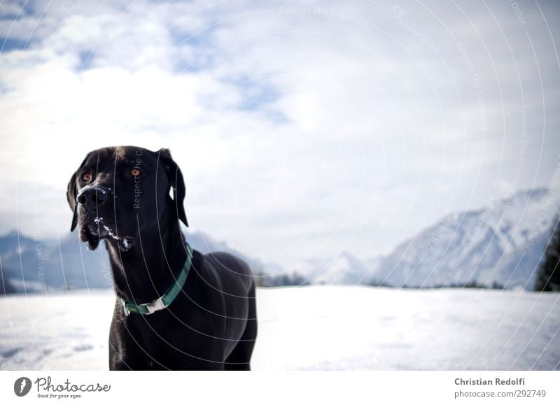 stroll Playing Tourism Trip Winter Snow Winter vacation Mountain Hiking Nature Landscape Sky Clouds Hill Peak Snowcapped peak Animal Pet Dog 1 Freeze Wait Power