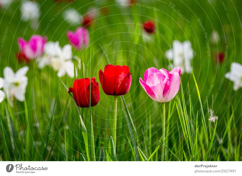 Tulips IV #berlinerwasser Berlin_Recording_2019 Berlin water utilities Waterworks_Beelitzhof theProjector the projectors farys Joerg farys ngo ngo photographer