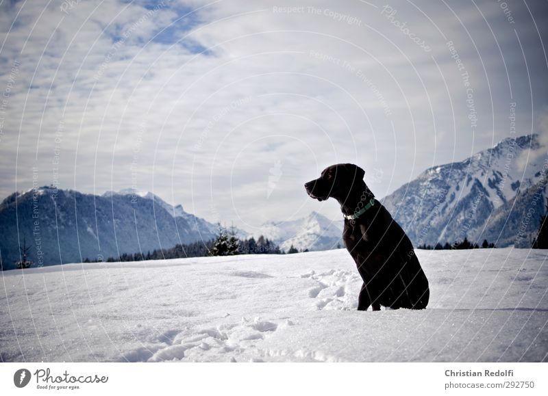 stroll Playing Trip Winter Snow Mountain Hiking Nature Landscape Sky Clouds Hill Peak Snowcapped peak Animal Pet Dog Freeze Wait Force Love of animals