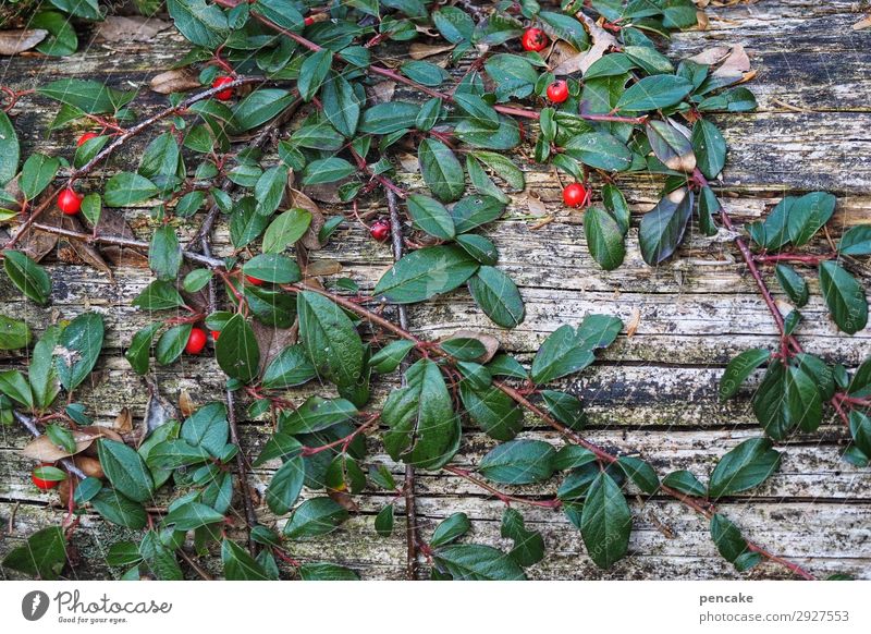 always green (3) Nature Plant Bushes Forest Esthetic Authentic Success Gray Green Red Survive Berries Wood Tree trunk Old Weathered Dark green Pygmy Medlar