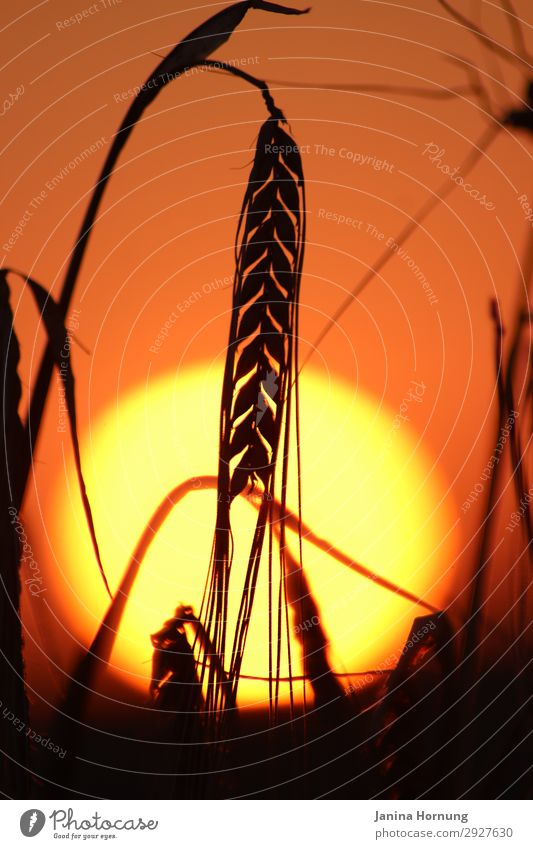 ears of corn at sunset Landscape Sunrise Sunset Summer Plant Agricultural crop Grain field crop Ear of corn Barley Barleyfield Meadow Field Hope Grief