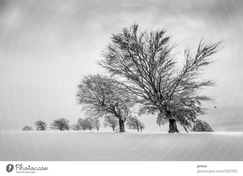 every now and then Nature Landscape Sky Clouds Winter Bad weather Snow Tree Wind cripple Field Mountain Schauinsland Old Large Cold Black White Bizarre Horizon