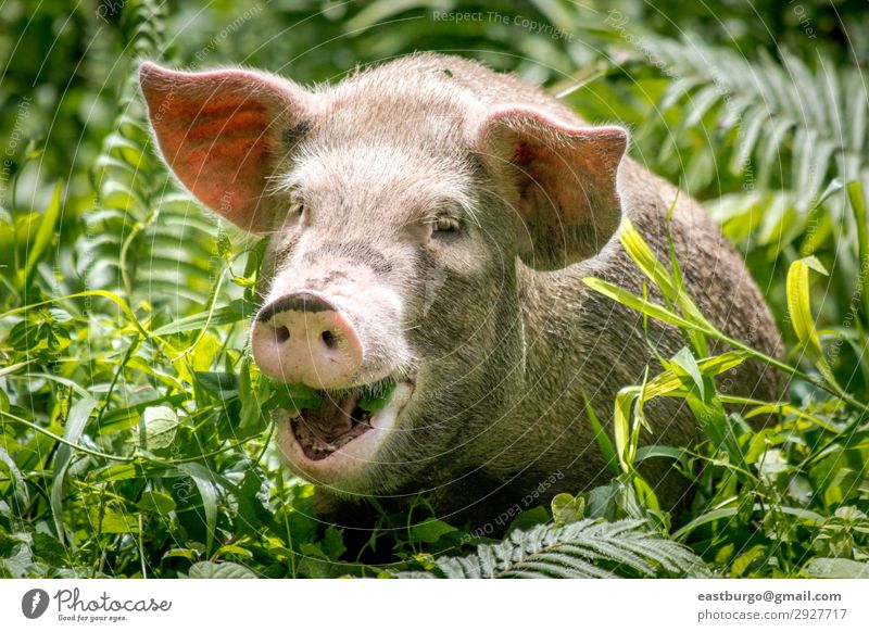 A happy pig in Papua New Guinea Meat Eating Happy Beautiful Tourism Island Nature Animal Virgin forest Smiling Small Cute Wild White Tradition Bougainville PNG