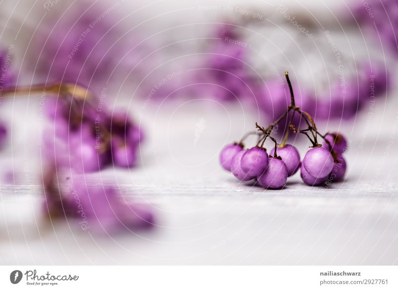 Purple Berries purple violet berry berries fruit autumn strange color white woo wooden still-life still life cluster bunch Nature bush Tasty Nice