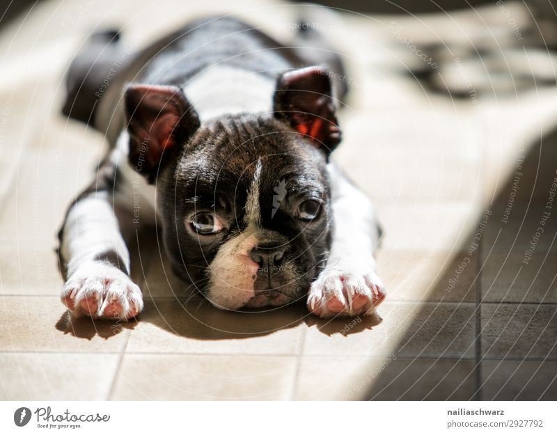 Boston Terrier puppy sunbathing Animal Pet Dog Animal face boston terrier Puppy 1 Baby animal Floor covering Observe Relaxation Lie Brash Astute Natural