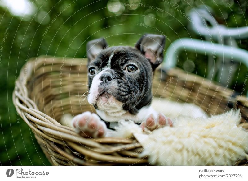 Boston Terrier puppy makes excursion Lifestyle Tourism Trip Adventure Far-off places Cycling Garden Park Bicycle Animal Pet Dog boston terrier French Bulldog