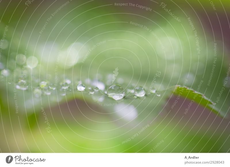 Lady's mantle with water drops Environment Nature Plant Spring Summer Leaf Foliage plant Wild plant Garden Park Beautiful Green Emotions Moody Relaxation Botany