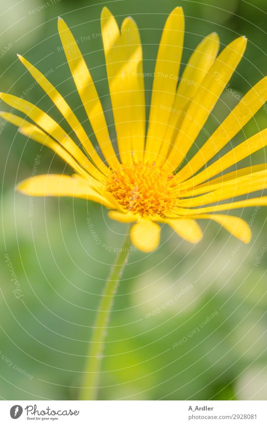 Yellow Marguerite Garden Nature Plant Spring Summer Beautiful weather Park Esthetic Fragrance Green Joie de vivre (Vitality) Spring fever Attentive Peace Blur