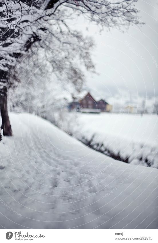 Schwyz Environment Nature Winter Snow Lanes & trails Cold White Tracks Colour photo Subdued colour Exterior shot Deserted Day Shallow depth of field