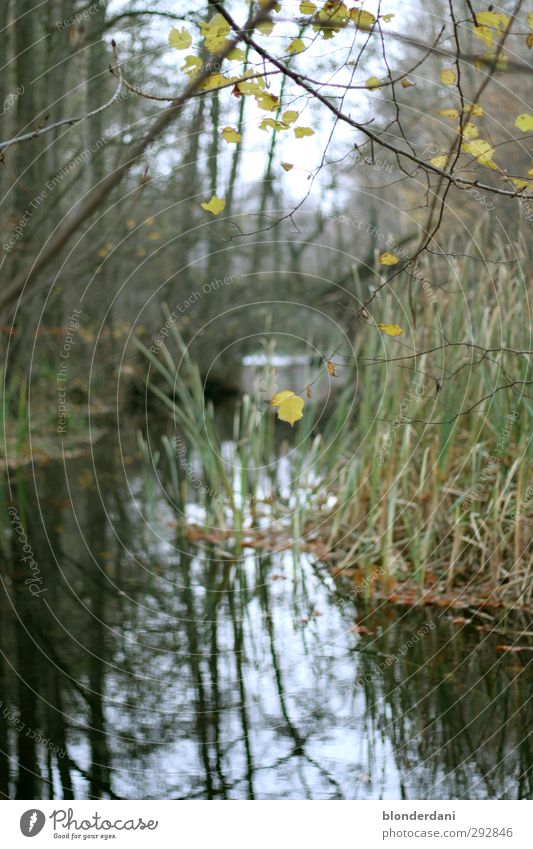 eco mirror Calm Fishing (Angle) Hunting Freedom Nature Landscape Water Autumn Tree Grass Lake River Mirror Wood Cool (slang) Cold Moody Bridge Forest