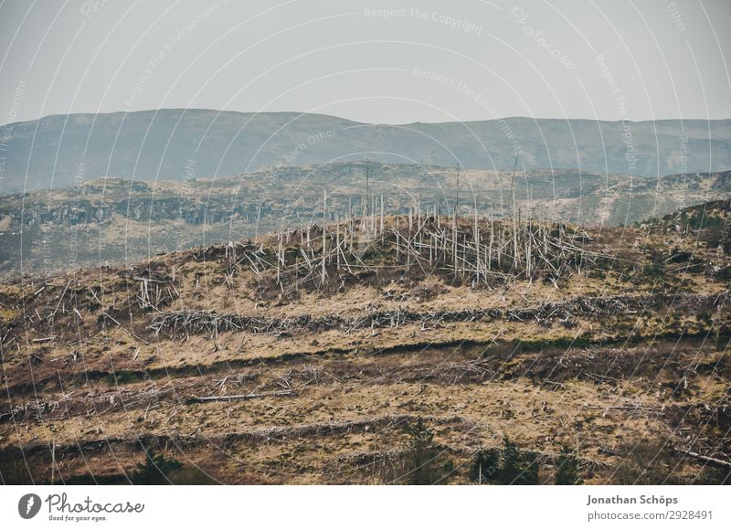 destroyed forest on the Isle of Skye, Scotland Environment Nature Landscape Elements Earth Climate change Bad weather Storm Wind Gale Forest Threat Island