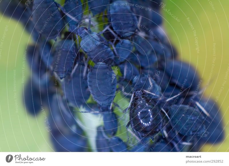 aphids Animal Insect Greenfly Isopod Pests Blue Macro (Extreme close-up) Close-up Protection Stalk Nature Natural