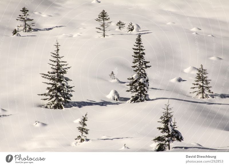 glittering world Vacation & Travel Winter Snow Winter vacation Landscape Plant Animal Beautiful weather Ice Frost Tree Forest Alps Blue Black White Dolomites