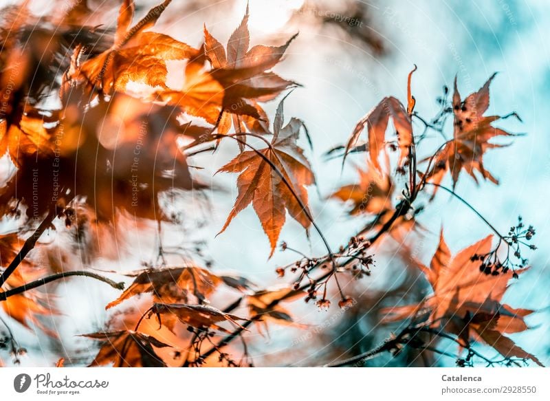 Leaves of red fan maple, in the background the sky Nature Plant Sky Spring Beautiful weather Tree Leaf Blossom Branch Twig Maple leaf Japan maple tree Garden