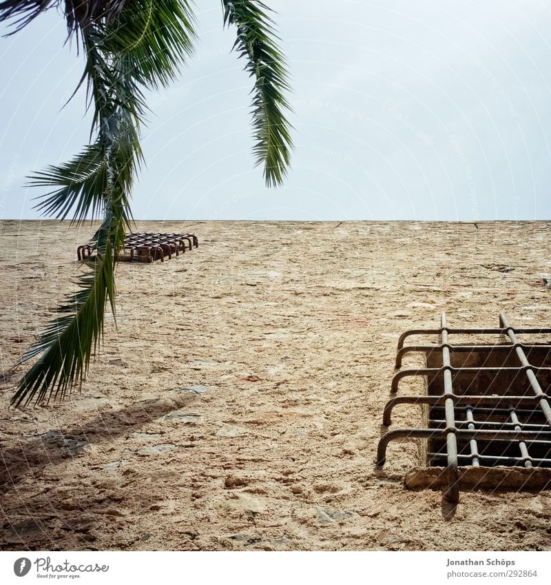 Corsica XXII Summer Beautiful weather Plant Tree Esthetic Palm tree Green Sky Square Palm frond Leaf canopy South Colour photo Exterior shot Deserted Grating