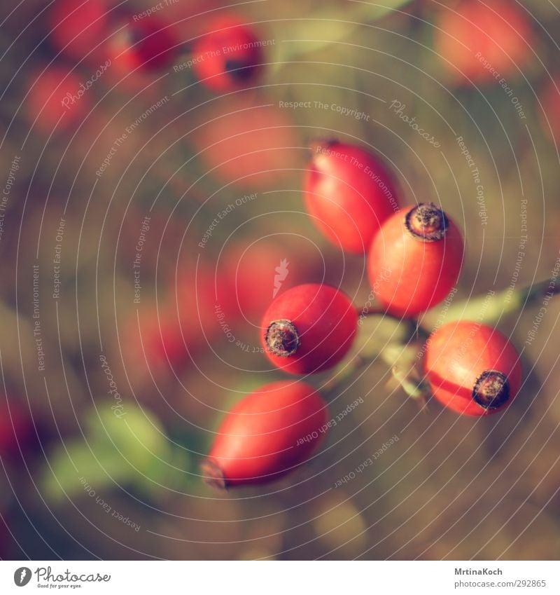 rose hips. Environment Nature Plant Sunlight Spring Summer Beautiful weather Tree Bushes Leaf Blossom Garden Park Meadow Field Forest Happiness Contentment