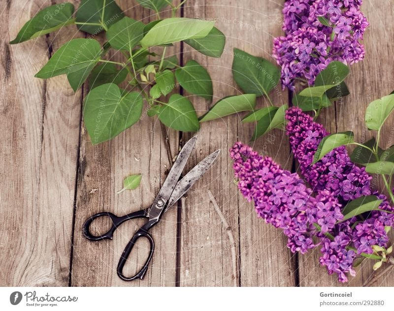 lilac Lifestyle Interior design Decoration Plant Tree Leaf Blossom Beautiful Green Violet Scissors Lilac Lilac leaf Bouquet ikebana Colour photo Interior shot