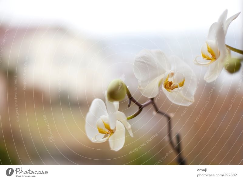 harbinger Environment Nature Plant Spring Flower Orchid Blossom Fragrance White Colour photo Exterior shot Deserted Day Shallow depth of field