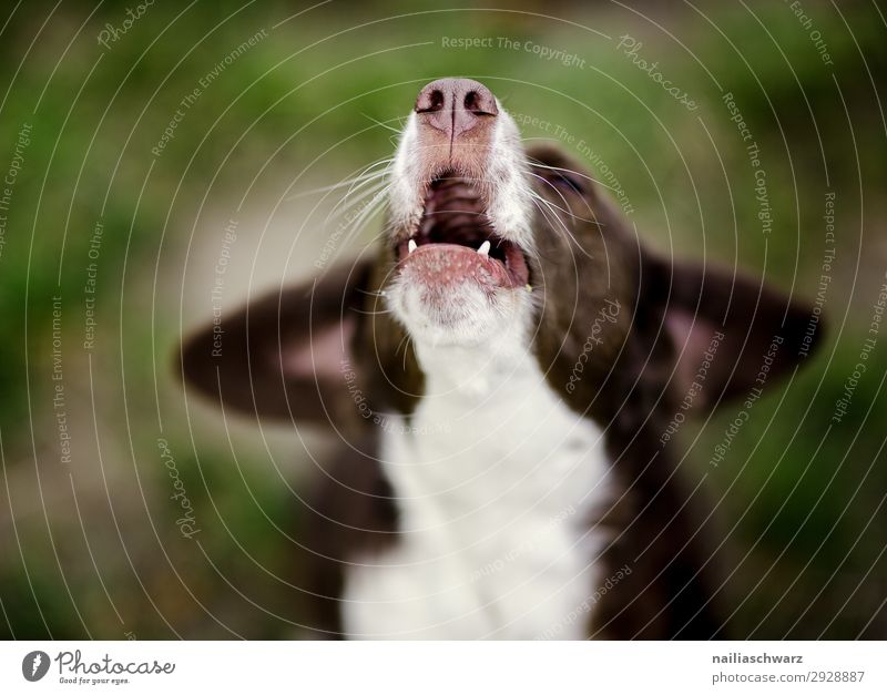 Howling Dog Nature Animal Animal face 1 To talk Happiness Natural Cute Warmth Brown White Warm-heartedness Love of animals Loneliness Joy Idyll Pain Cry Sing