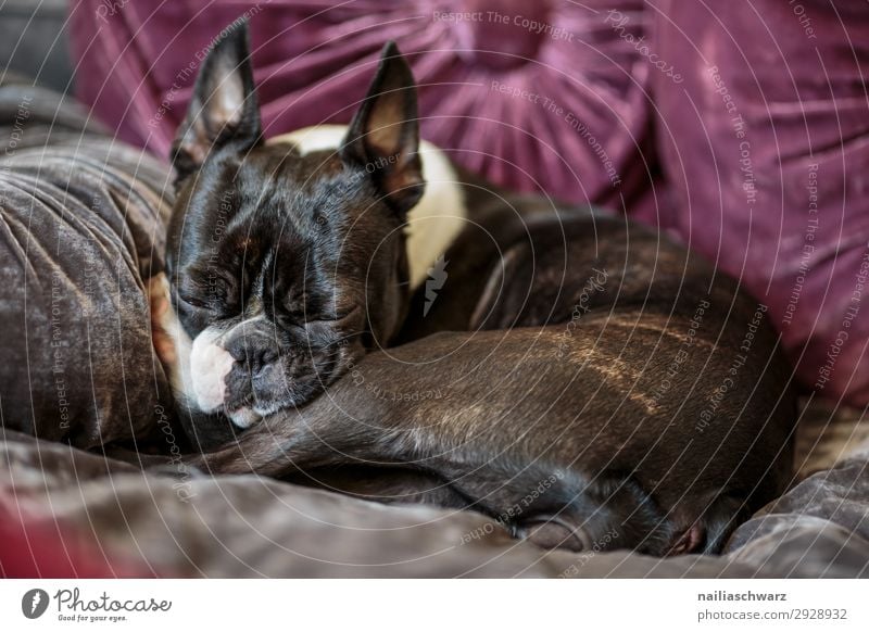 rest Lifestyle Relaxation Calm Living or residing Flat (apartment) Living room Bedroom Animal Pet Dog French Bulldog boston terrier 1 Sofa Cushion Lie Sleep