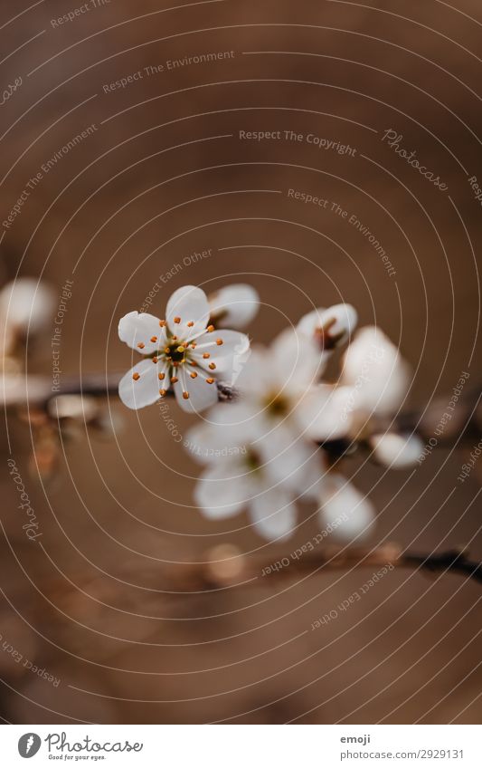 Pear tree blossoms Environment Nature Plant Spring Flower Blossom Bud Brown White Blossoming Colour photo Subdued colour Exterior shot Close-up Detail