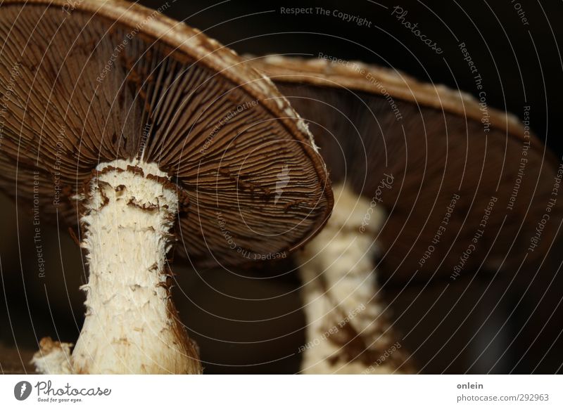 cheeky hat, Mr. Mushroom mushrooms Nature Plant Autumn Dirty Bizarre Tree fungus Mushroom cap mushroom foot Colour photo Interior shot Close-up Detail Deserted