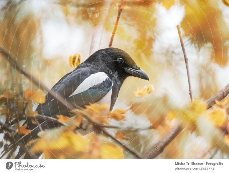 magpie in autumn leaves Nature Animal Sunlight Autumn Beautiful weather Tree Leaf Wild animal Bird Animal face Wing Black-billed magpie Raven birds Beak Eyes