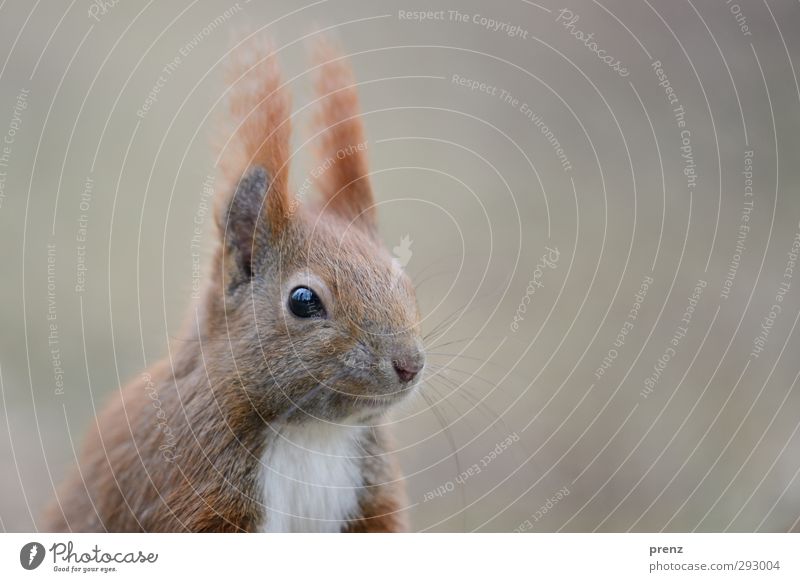 HOT LOVE | Loved Croissant Environment Nature Animal Wild animal 1 Brown Gray Squirrel Rodent Head Looking Colour photo Exterior shot Deserted Copy Space right