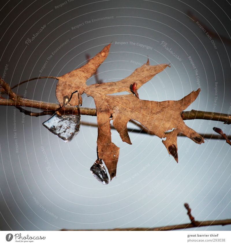 Autumn leaf with ice Nature Winter Weather Ice Frost Leaf Water Blue Brown Gold Cold wither Colour photo Multicoloured Exterior shot Deserted Copy Space top