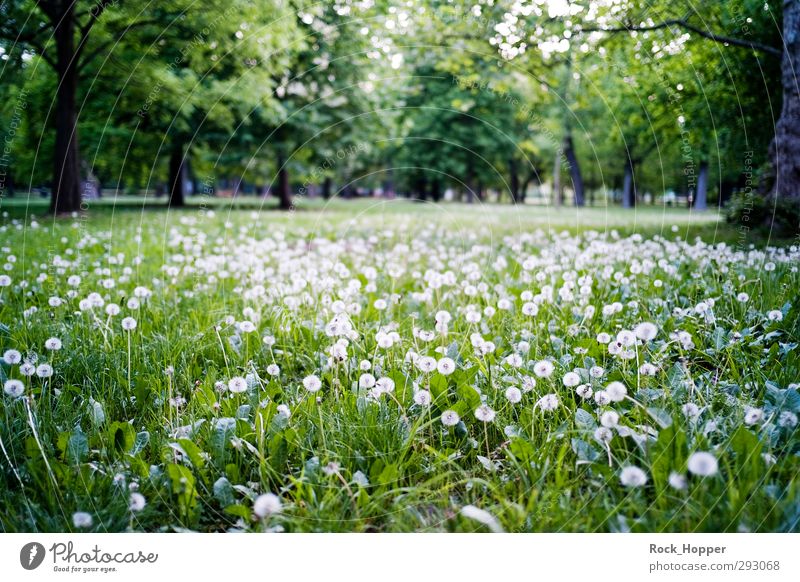 meadow with dandruff Relaxation Calm Trip Environment Nature Landscape Plant Tree Flower Grass Dandelion Park Meadow Vienna Austria Amusement Park Brown Green