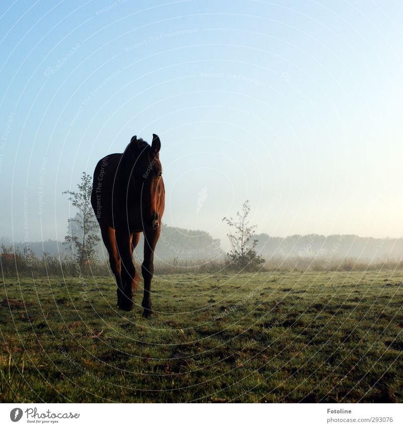 HOT LOVE: Romantic ride, huh? Environment Nature Plant Animal Elements Earth Sky Cloudless sky Autumn Fog Grass Bushes Meadow Field Farm animal Horse Pelt 1