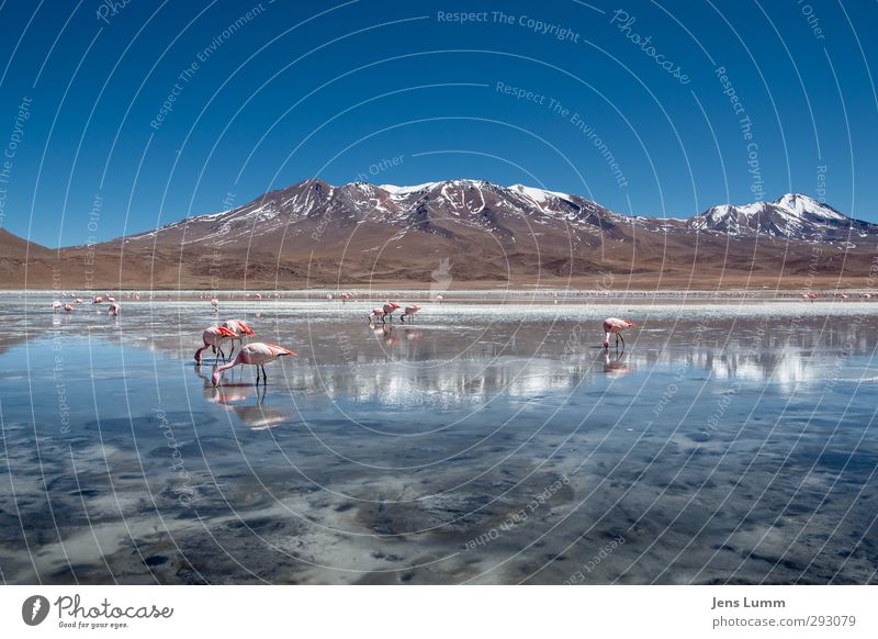 Crockett & Tubbs Mountain Volcano Lake Flamingo Group of animals Simple Free Friendliness Fresh Beautiful Blue Environment Bolivia Ice Frozen Surface of water